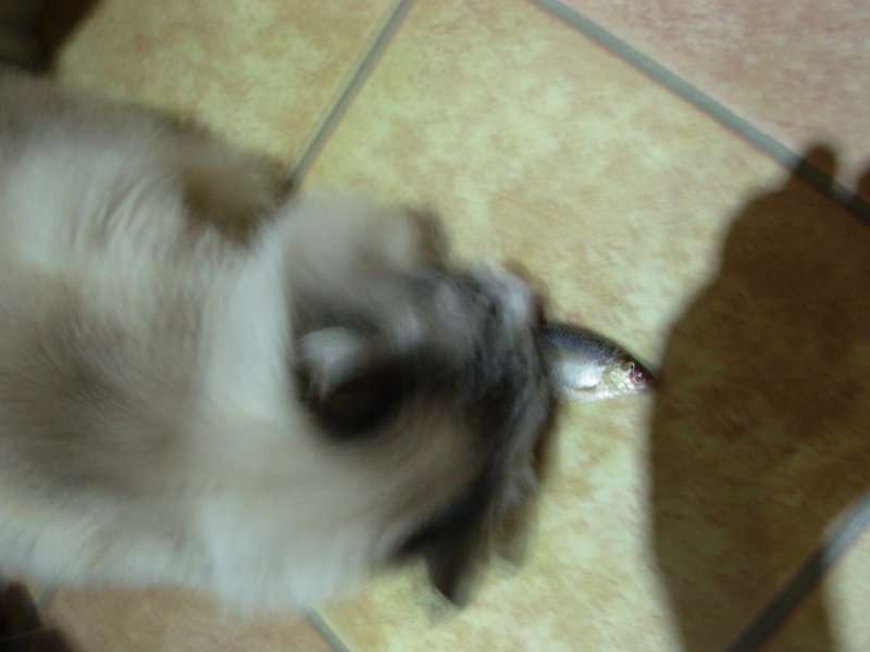 DSCN4231.JPG