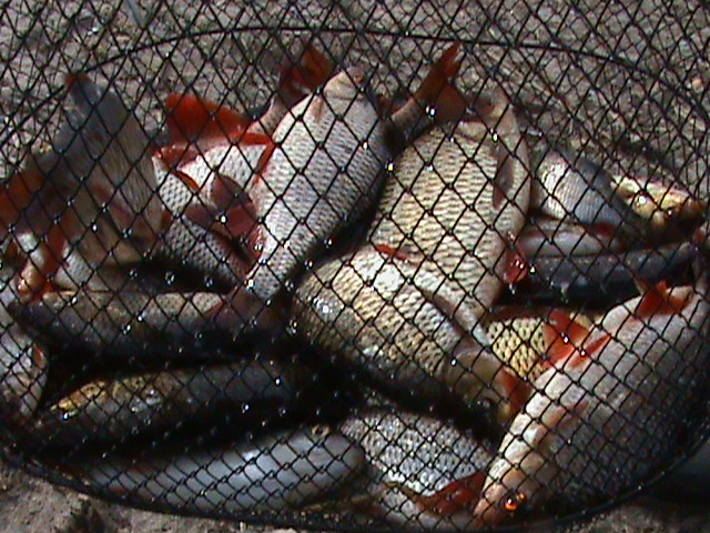 DSC00011.JPG