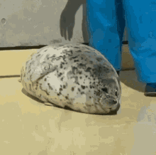 received_881440886250407.gif