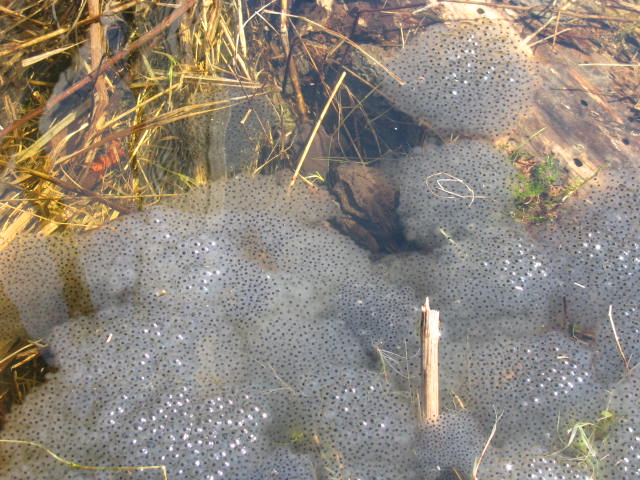 25.04.2010 001.jpg