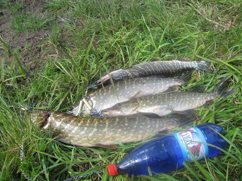 Ягала 05.06.10 010.jpg