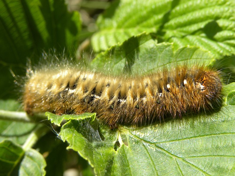 DSCN2593.jpg