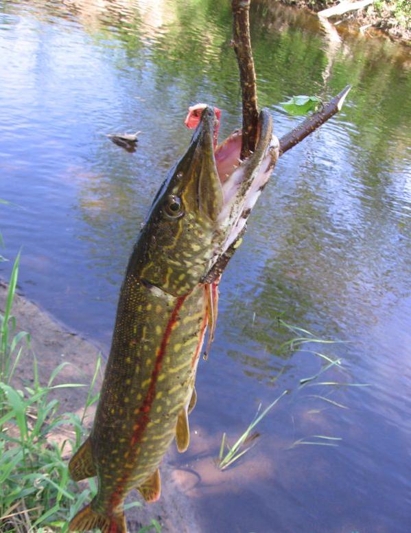 suk.JPG