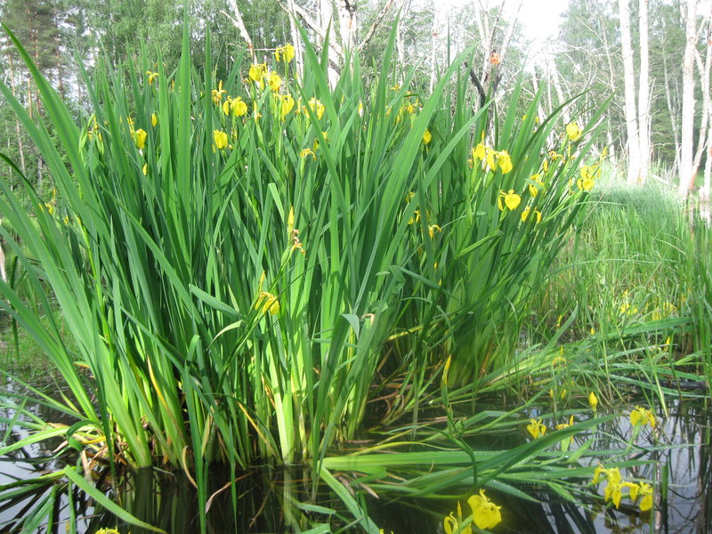 Ягала 05.06.10 012.jpg