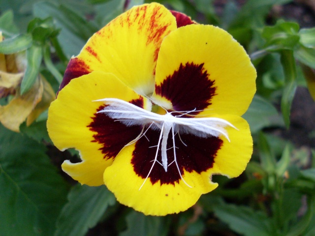 SL382465.JPG