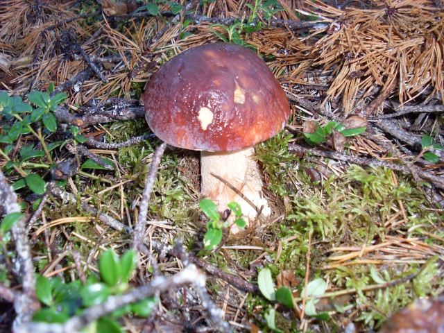 SL382605.JPG