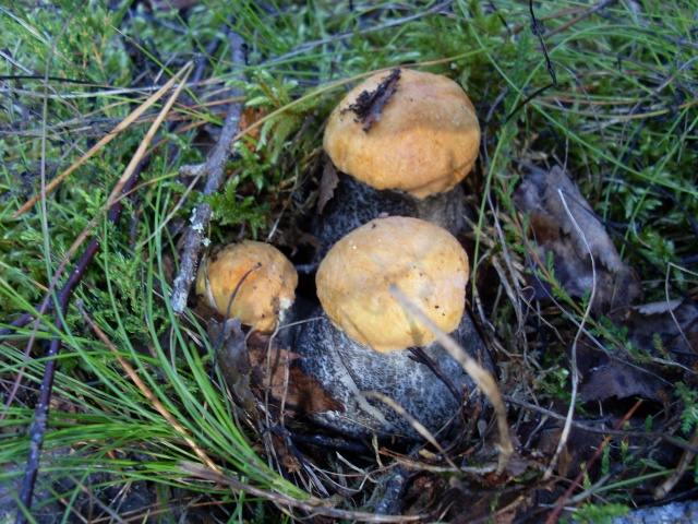 SL382609.JPG