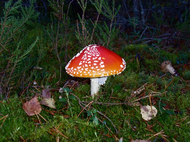 SL382664.JPG