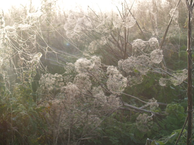 Picture 010.jpg