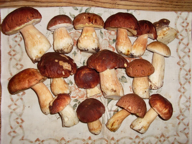 SL382715.JPG