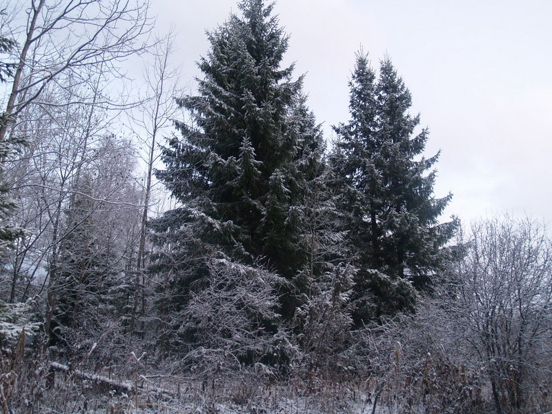 Picture 020.jpg