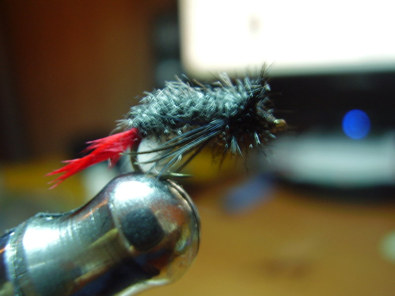 PB290005 (2).JPG