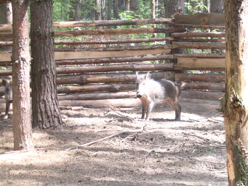 derevnja 07 08 046.jpg