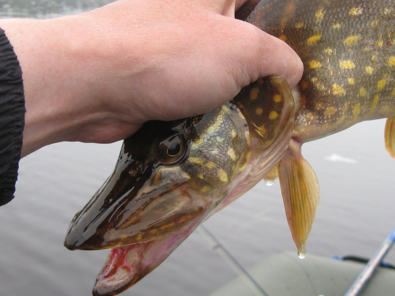 Тори 2011 066.jpg
