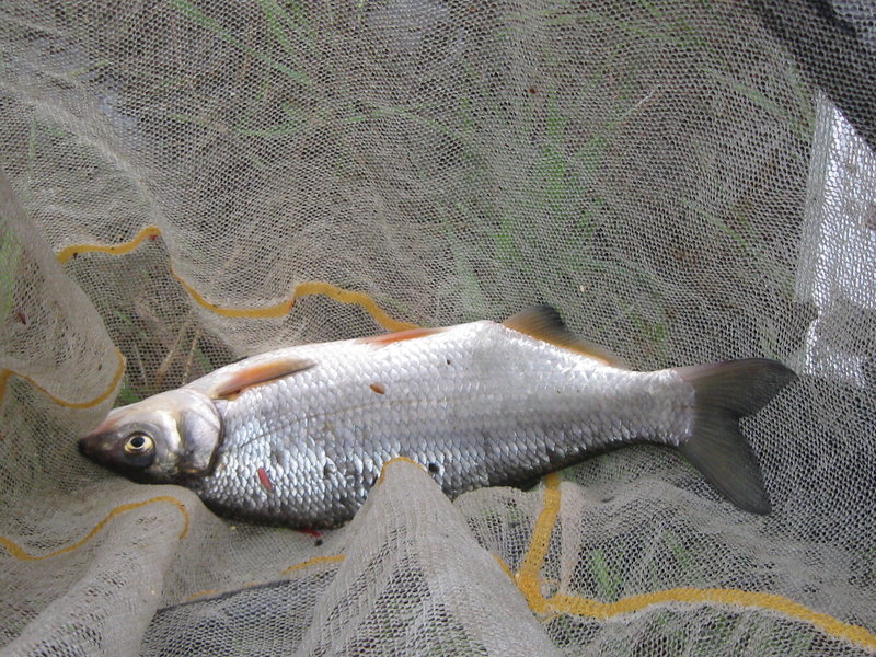 Тори 2011 049.jpg