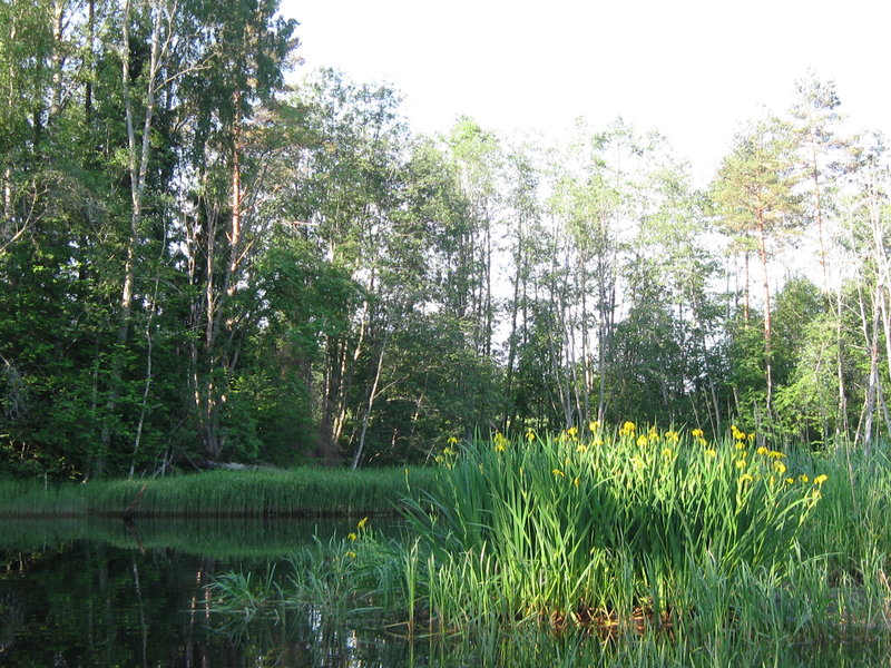 Ягала  12.06.11 005.jpg