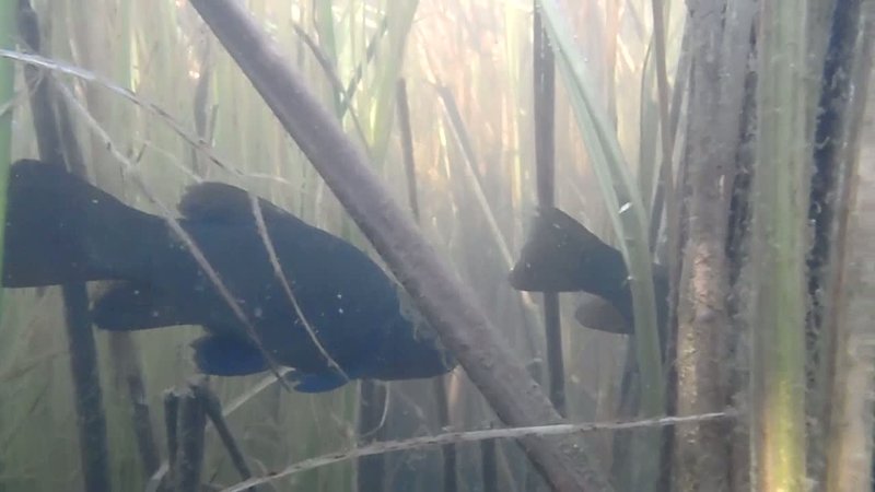 vlcsnap-2011-07-08-13h42m33s222.jpg