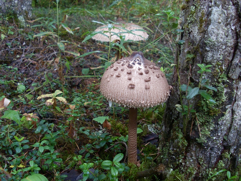 SL383585.JPG