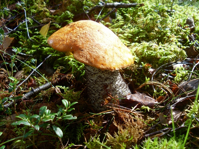 SL383597.JPG