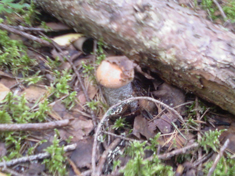 Photo-0010.jpg