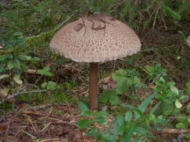 SL383610.JPG