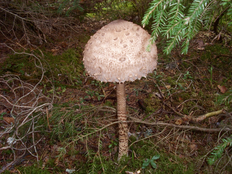 SL383611.JPG