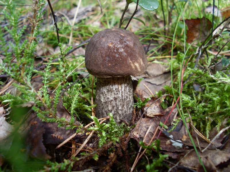 SL383617.JPG