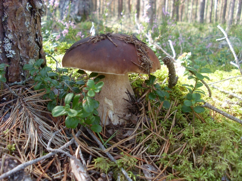SL383651.JPG