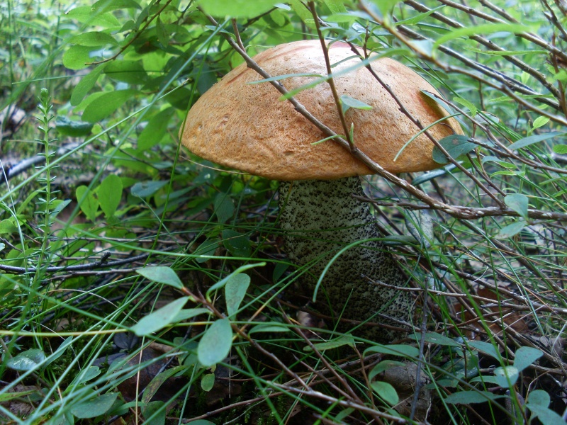 SL383658.JPG