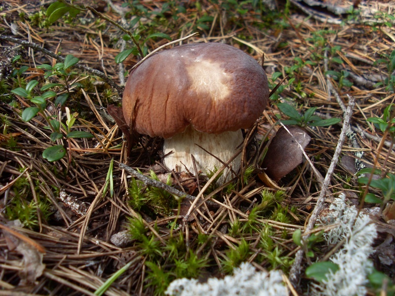SL383659.JPG